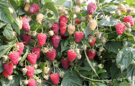 Amira-FruiTech-frutek-BP1-malina-sort БП1 Аміра (BP1 Amira)