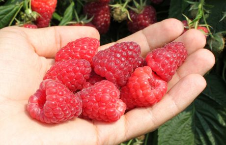 Amira-FruiTech-frutek-BP1-malina-sort-FT БП1 Аміра® (BP1 Amira®)
