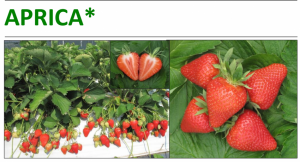 sort Aprica - sunytsia sadova - strawberry - polunytsia - klubnika