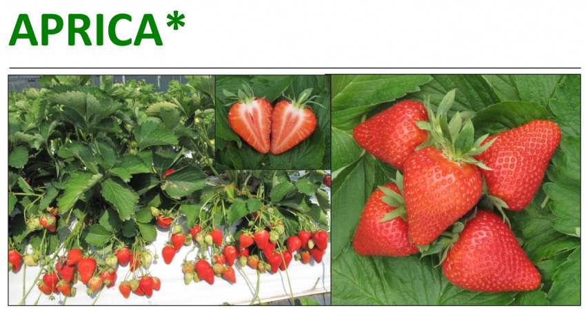 sort Aprica - sunytsia sadova - strawberry - polunytsia - klubnika