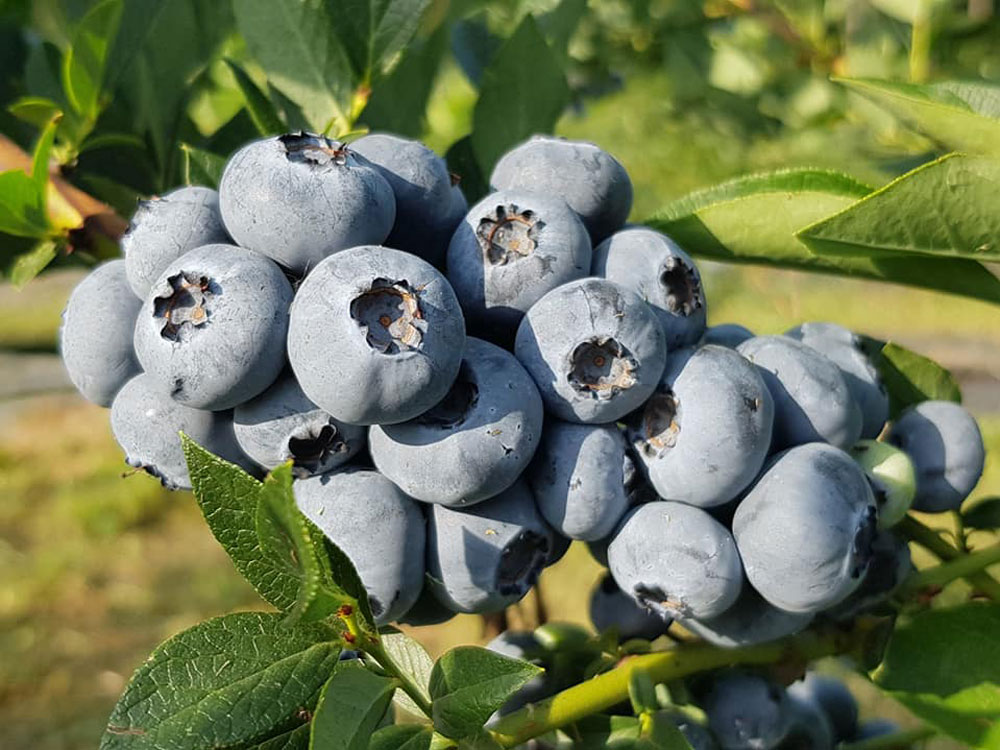 bluegold-blugold-chornycia-lohina-golubika-sadzhanci-in-vitro-kupit-sort-sazhenci