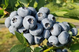 bluegold-blugold-chornycia-lohina-golubika-sadzhanci-in-vitro-kupit-sort-sazhenci