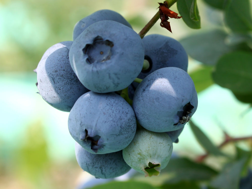 blukrop-chernika-golubika-sazhenci-in-vitro-kupit-sort-bluecrop-sazhenci-chernika