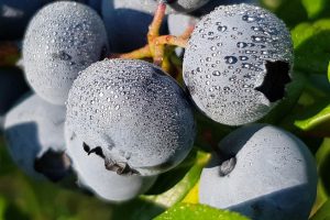 duke-duk-chornycia-lohina-golubika-sadzhanci-in-vitro-kupit-sort-sazhenci