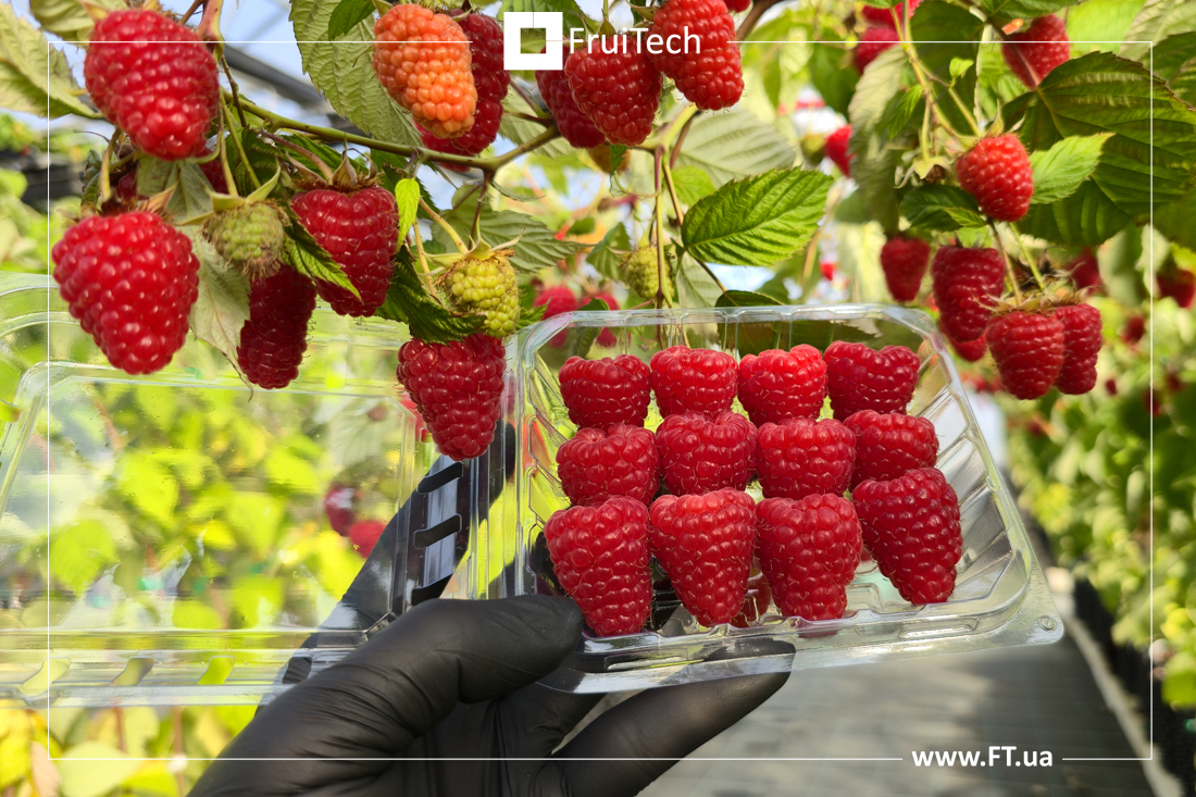 Амалія Росса (Amalia Rossa) - новий високоврожайний cередньо-пізній ремонтантний сорт малини італійської селекції