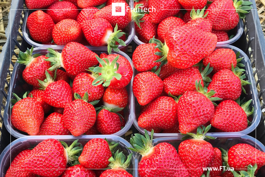 АРІАННА BL39 купити саджанці/розсаду суниці садової