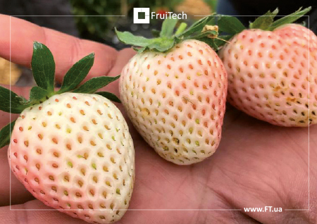 Б’янка (Bianca BLB5) - суниця садова з плодами білого кольору