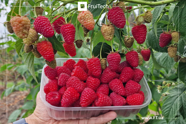 Ерос (Eros) - новий cередньо-ранній високоврожайний ремонтантний сорт малини італійської селекції