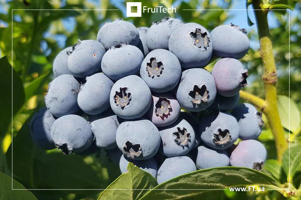 Blueberry Fruitech fruits