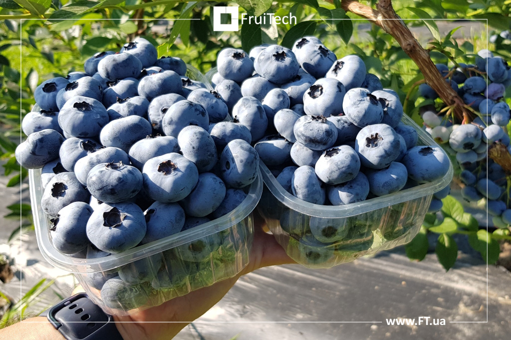 Blueberry Fruitech Chandler fruits