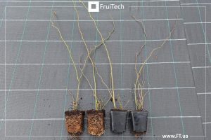 саджанець 0,5л, розсадник Фрутек