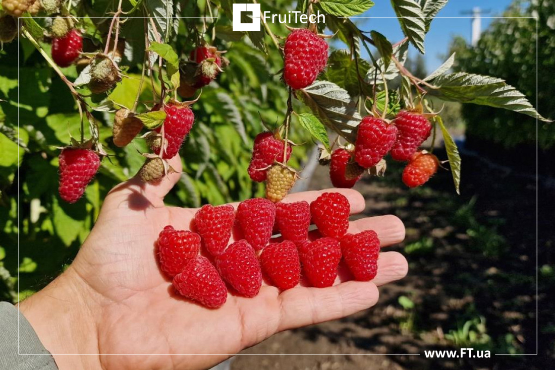 Полонез (Polonez) – середньостиглий високоврожайний ремонтантний сорт малини польської селекції, який цінується за високу врожайність, крупну та смачну ягоду універсальне призначення та високу стійкість до хвороб.