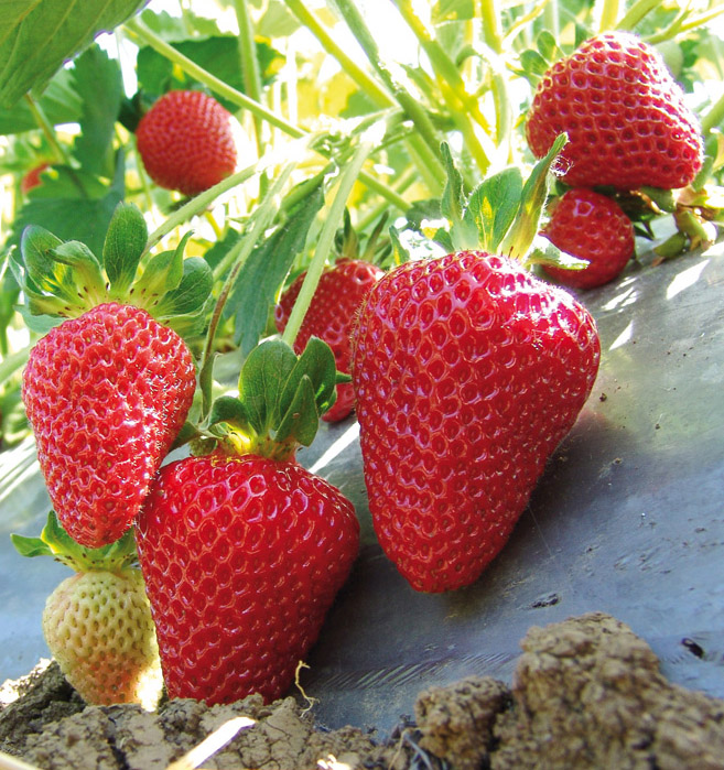 Сан Андреас - ремонтантний сорт суниці садової